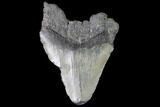 Partial, Fossil Megalodon Tooth #88858-1